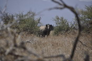 ChicagoVRBO's tweet photo. A10 Africa, #walkingwild, just @greekvacations & I, a local guide, giraffes, a rhino, a few baboons and a fabulous sundowner surprise at the end of a full day of hiking. #africa #safari #FoodTravelChat https://t.co/KShC2mjMyX