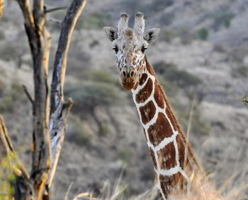 ChicagoVRBO's tweet photo. A10 Africa, #walkingwild, just @greekvacations & I, a local guide, giraffes, a rhino, a few baboons and a fabulous sundowner surprise at the end of a full day of hiking. #africa #safari #FoodTravelChat https://t.co/KShC2mjMyX