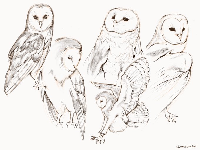 More animal studies from a few weeks ago. #procreate 
