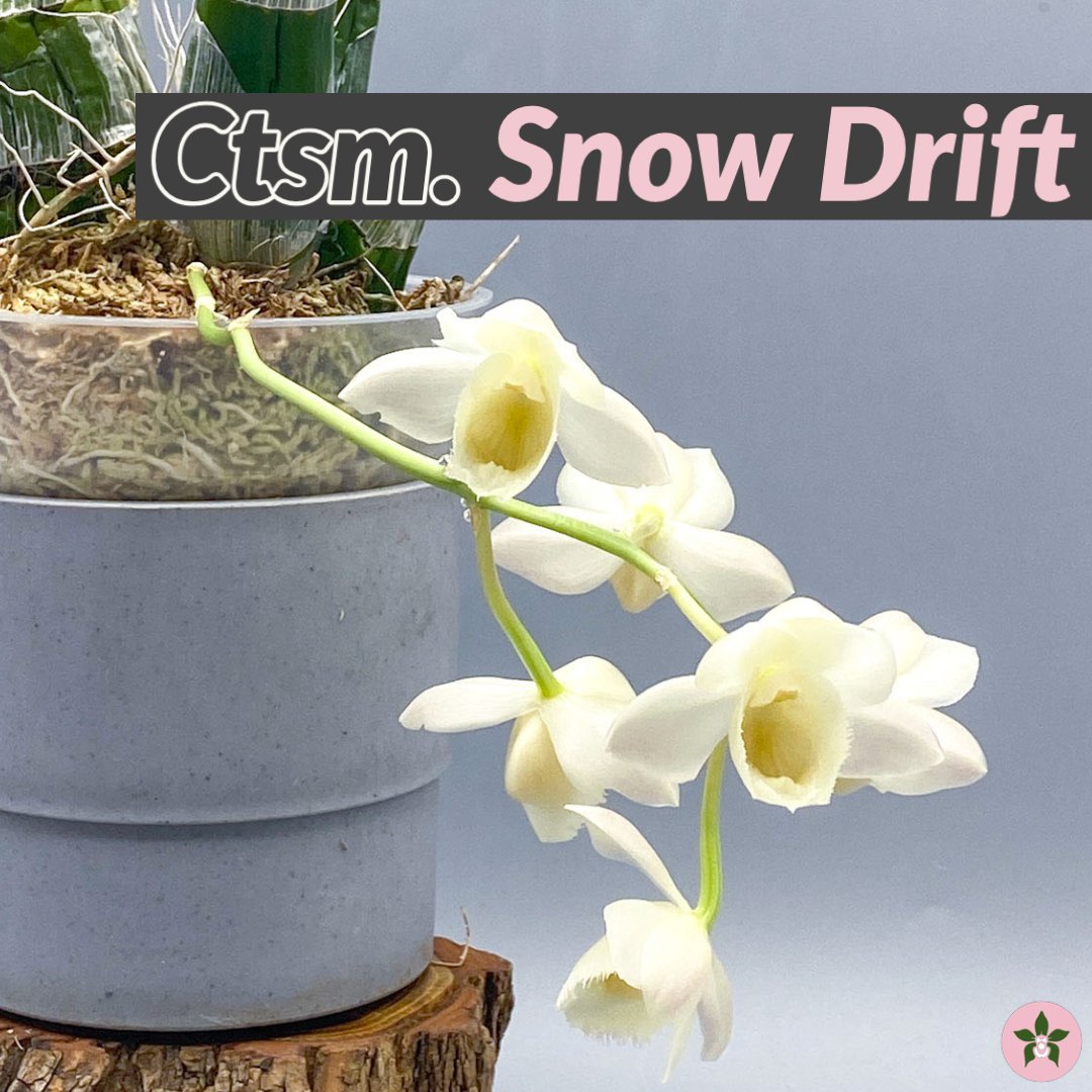 Roeorchids's tweet photo. Gotta counter the witchcraft with some yin! ⁠
Check out tutorial video:⠀⁠
https://t.co/of671Te8te⠀⁠
-⠀⁠
⁣#Catasetinae #catasetum #orchidsinbloom #orchidsbloom #blooming #newblooms #orchids #canada #orchidsofcanada #raw_orchids #plantcollection #exoticplants https://t.co/WwoaVEzEcs