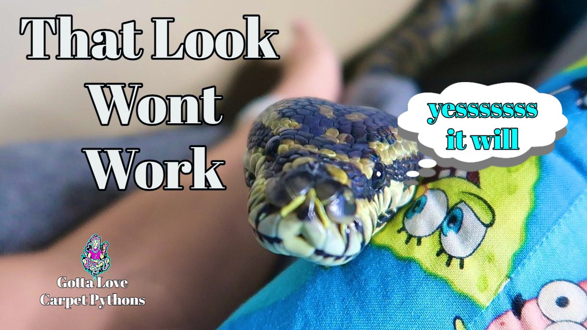 lovingpythons's tweet photo. Battle Of Wills Human Versus Snake https://t.co/qUNahNfW1I via @YouTube https://t.co/G65jATDsGX