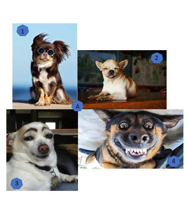 Excited to share this item from my #etsy shop: Funny dog coasters, custom coasters, home decor, dog lover, dog coaster set, custom photo coaster, custom coaster set, custom family coaster etsy.me/3fivfot