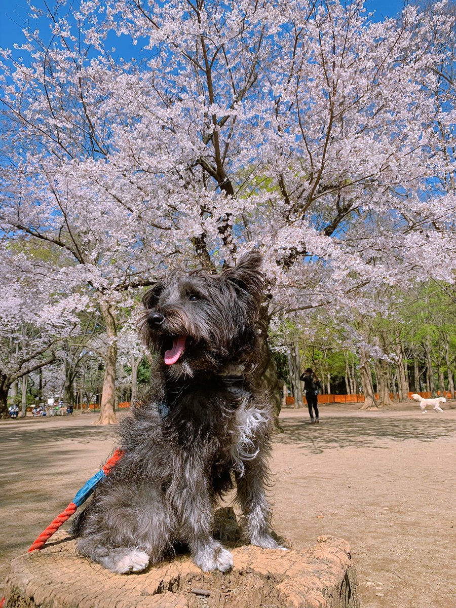 NinjaSchnauzer's tweet image. さくら🌸満開！　
#sakura #tokyospring