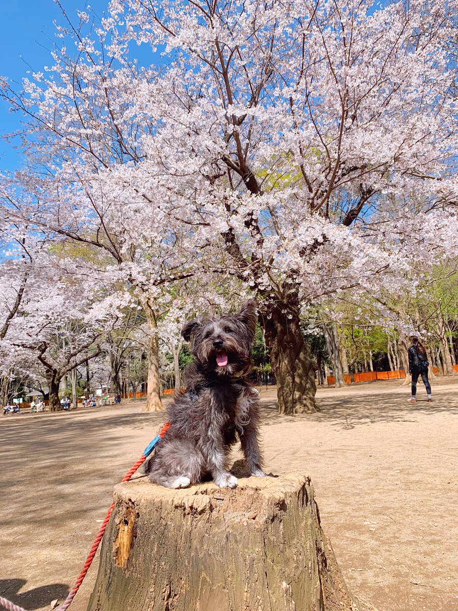 NinjaSchnauzer's tweet image. さくら🌸満開！　
#sakura #tokyospring
