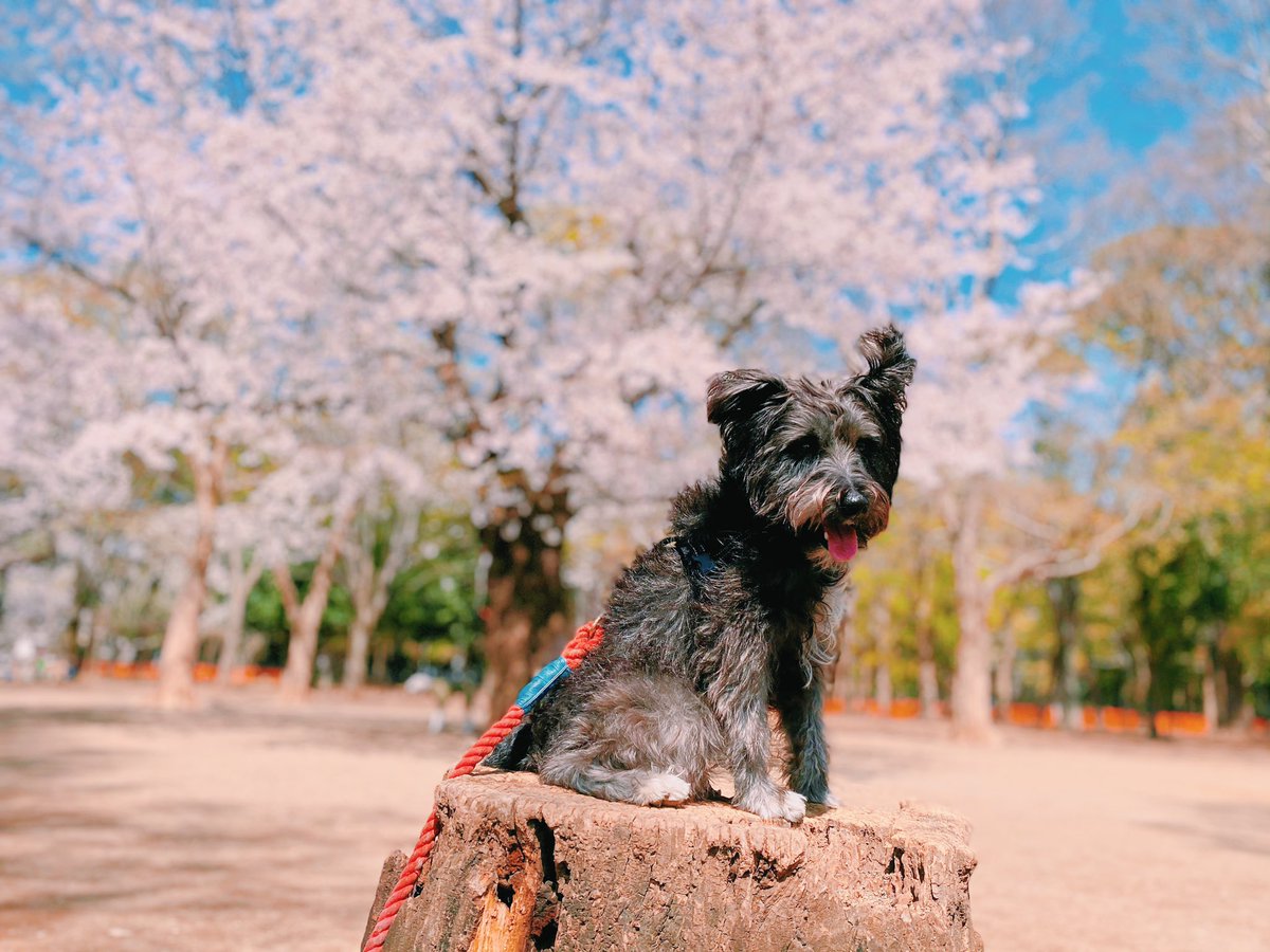 NinjaSchnauzer's tweet image. さくら🌸満開！　
#sakura #tokyospring