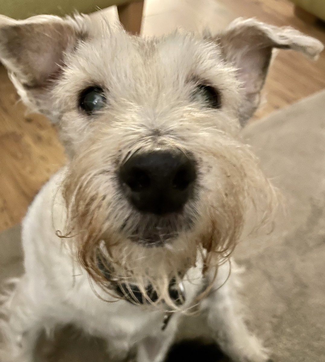 trebus_mr's tweet photo. Dun furget dem BOOPS ma frens...see me pinned tweet $1/£1 fur a #boop...spread the luff, not all doggos are as lucky as us #BoopParty @wolfgang_german #dogsoftwitter 🐶💞 https://t.co/JMzTZWjn8W