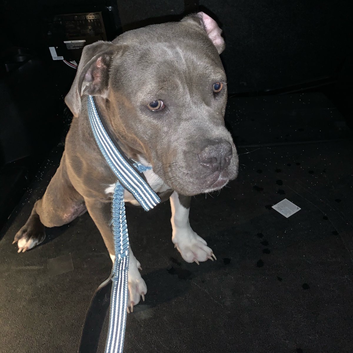 OxfordPolice's tweet photo. One of our patrol officers found this dog in the area of the Retreat. Please call us if this is your dog 662-232-2400 https://t.co/mv9GRw8Py0