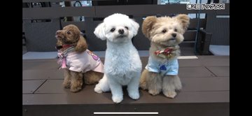 ジュキヤが飼っている犬の犬種 名前は 高級犬で値段がヤバすぎたｗｗ コムドット Youtuber研究所