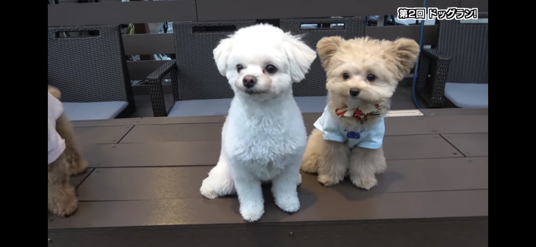 米 ジュキヤのわんちゃんのちくわちゃん 可愛いがすぎませんか 犬種なんだろう T Co 0w1t42aml8 Twitter