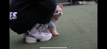 ジュキヤが飼っている犬の犬種 名前は 高級犬で値段がヤバすぎたｗｗ コムドット Youtuber研究所
