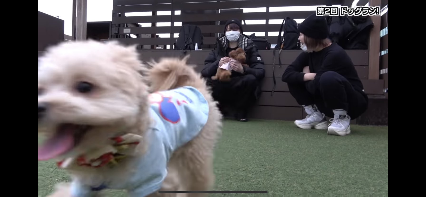 米 ジュキヤのわんちゃんのちくわちゃん 可愛いがすぎませんか 犬種なんだろう T Co 0w1t42aml8 Twitter