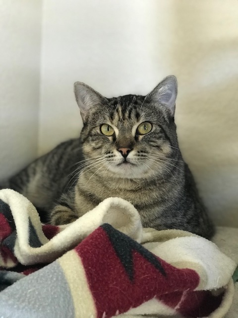 HI, I'm Scribbles, one of many adoptable cats. At the Shelter us cats still talk about Pickles the Cat. Pickles was the first cat to participate in Second Chance’s Pet Power Program back in 2006. Check out the Pet Column, 'The Cat Doctor Is In'. adoptmountainpets.org/pc/the-cat-doc…