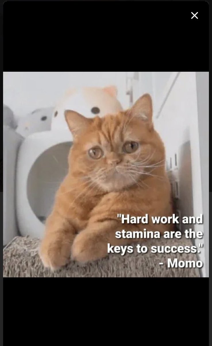 Momo is my current hero #kittisaurus