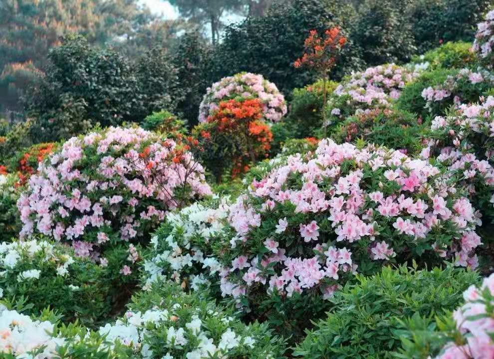 #Azalea bushes in Fangniu Village of Nan'an District are in full blossom 🌼🌼🌼🌼🌼 Flowers-decorated spring makes us love it more. #spring #flower #travel