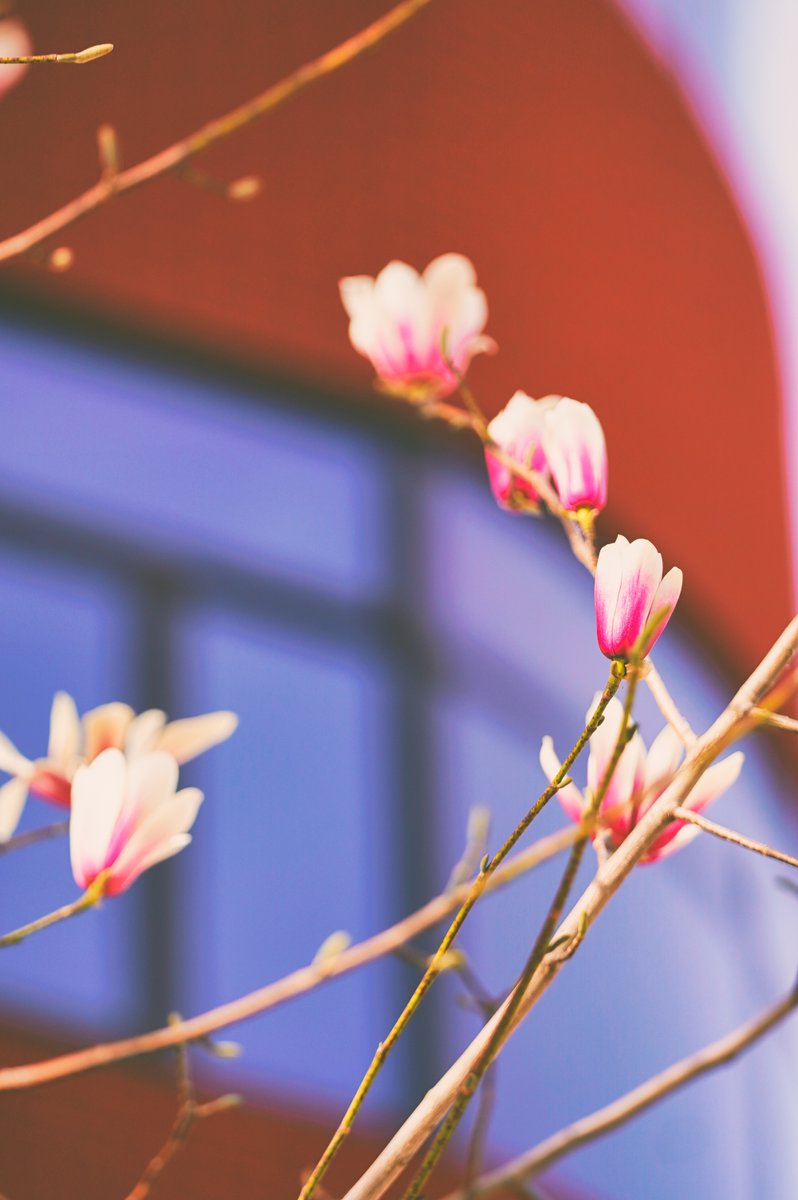 Tsinghua_PBCSF tweet picture