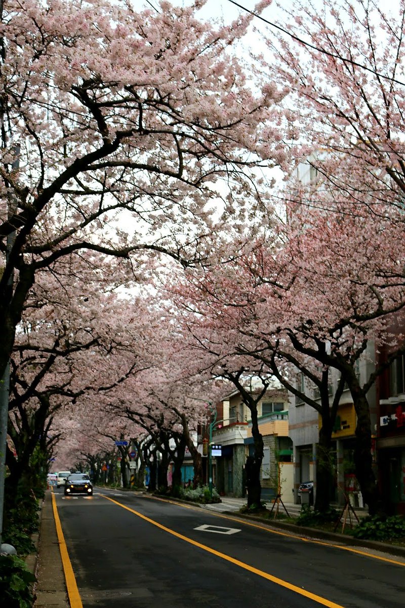 꽃이 피면 한 잔..꽃이 져도 한 잔..바람이 분다..