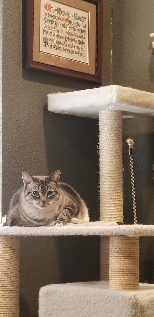 ally_bentley6's tweet photo. I'm queen of the middle of the tree, I don't play by these lessons, I have my own
#CatLessons
#CatsOnTwitter
#CatMom https://t.co/pJfqtH0ZED