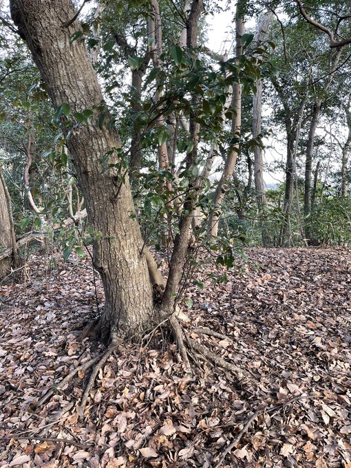 土地のTwitterイラスト検索結果。