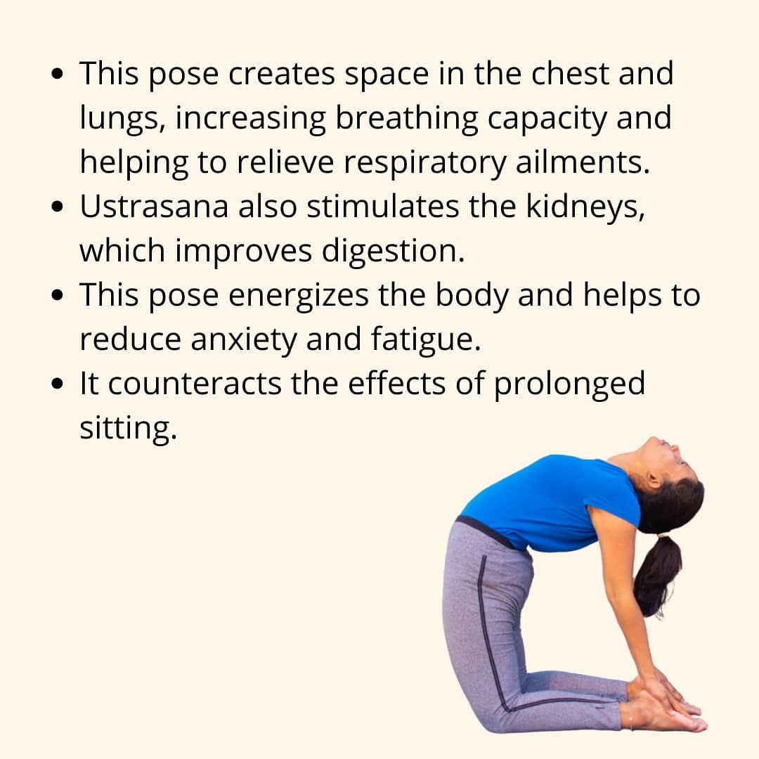 functionfitsys's tweet photo. Camel pose or Urstrasana can work subtly, but brilliantly, to improve conditions of the digestive, respiratory, endocrine, lymphatic, skeletal, n circulatory systems.
 This posture is for conditions like asthma, bronchitis, diabetes, thyroid and parathyroid disorders, spondylitis https://t.co/hGshwYHkzW