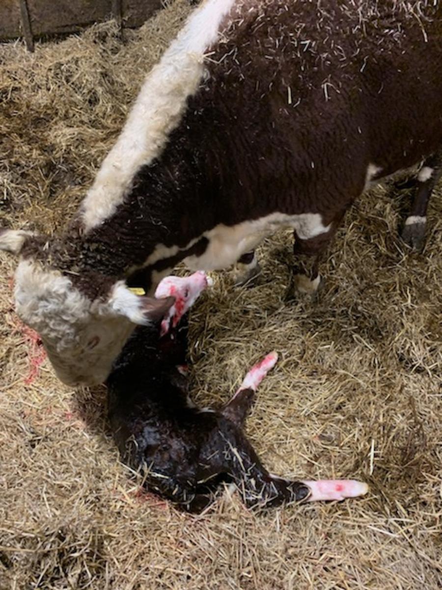 So why do they always start calving just as your off to bed #pedigreeherefords #springcalving #roughmoorherefords