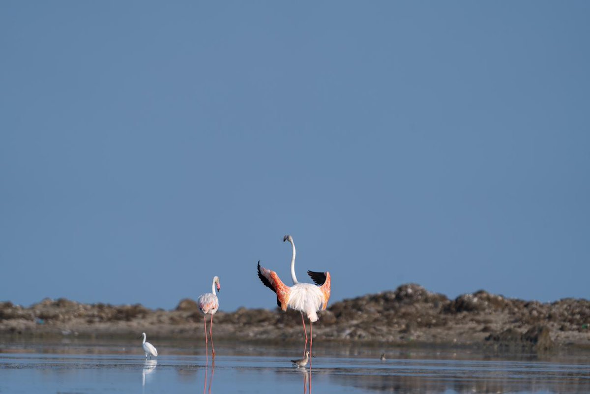 Our #pulicatlake time for #flemingos   
#birdphotographyindia #birds_captures #birdspictures #birdphotographers_of_india #birds_matter #bird_extreme #birds_nature #birdofparadise #bird_freaks #birds_perfection