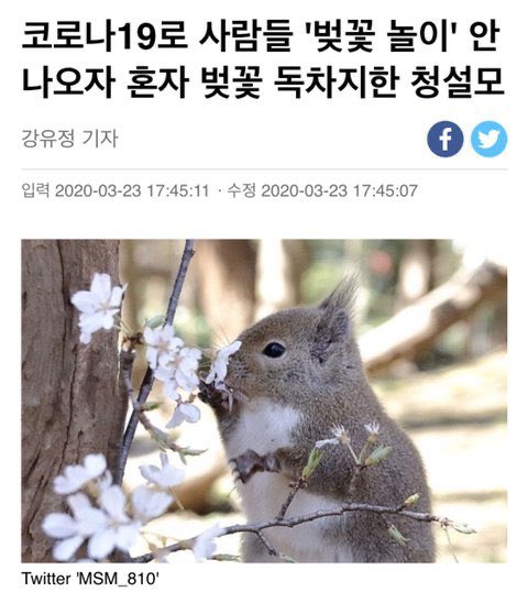 다들 집밖일랑 나가지덜 마시고 청설모의 벚꽃놀이를 지켜주세요
