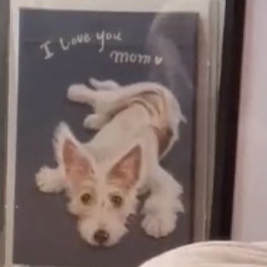 joohwangie's tweet photo. awwww 🐶🥺 #ROSÉ #로제 https://t.co/gJ7N1Frjsr