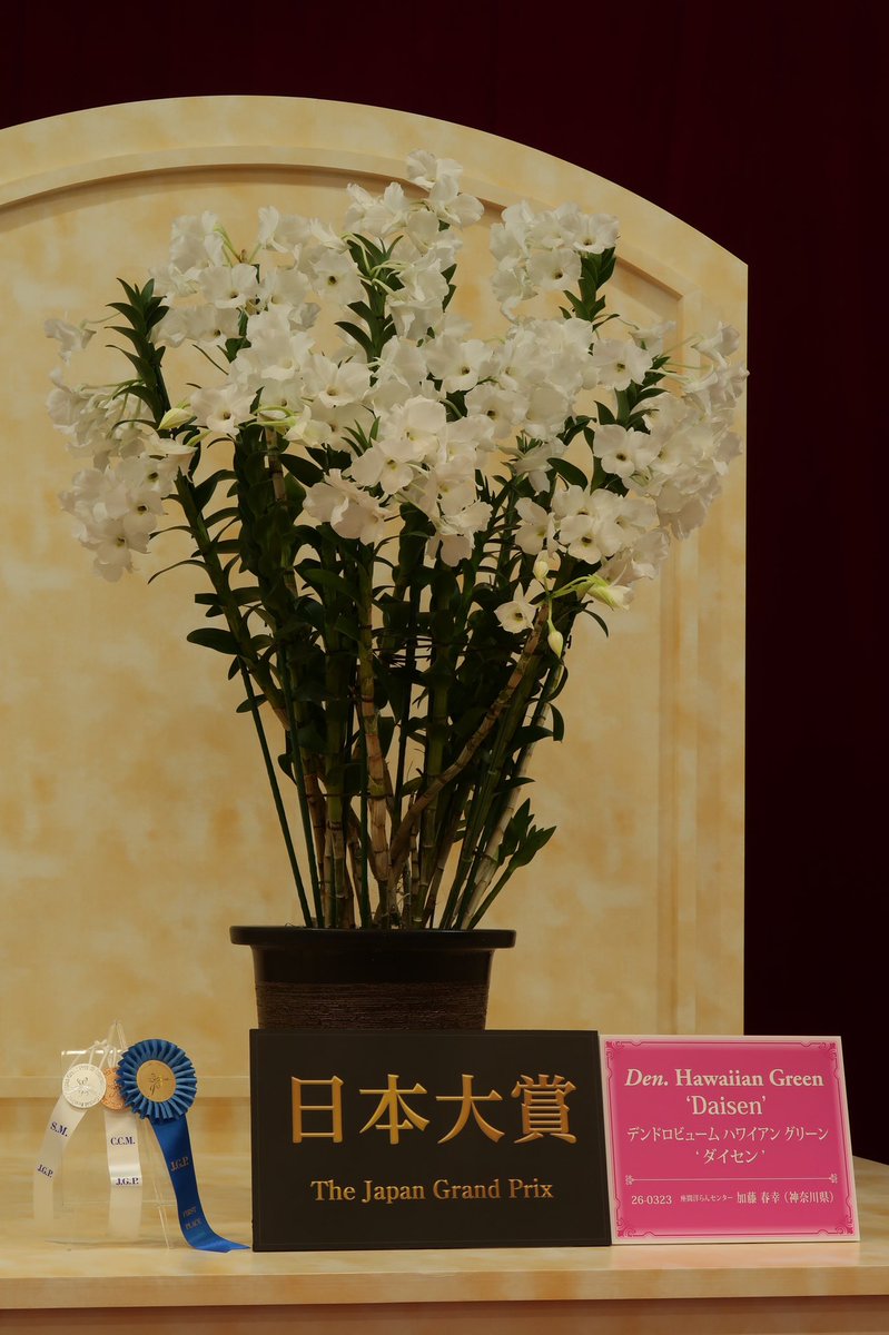 tokyo_orchids's tweet photo. 日本大賞はデンドロです！ https://t.co/hiOxS6zU2p