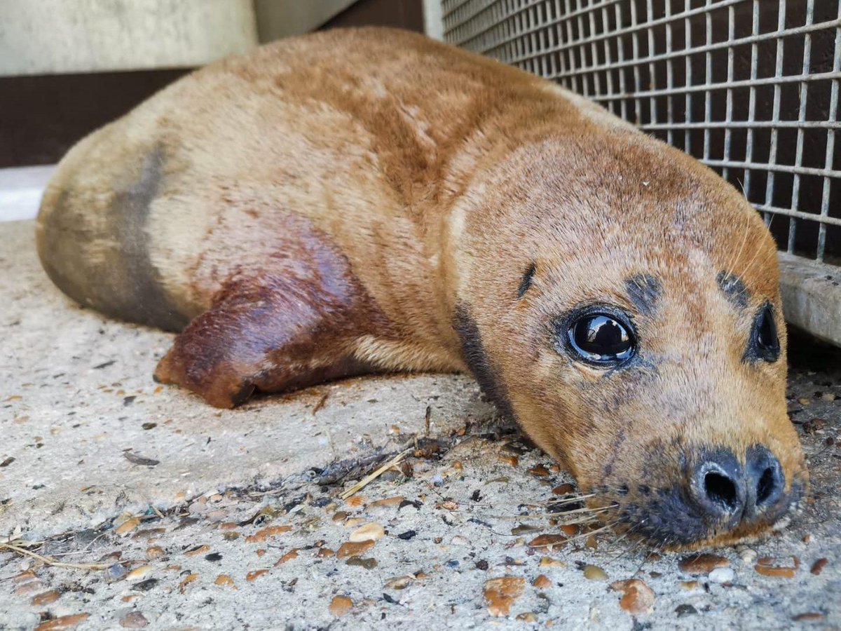 'IMPOSSIBLE TO TREAT' Seal nicknamed Freddie Mercury euthanized after dog attack in London