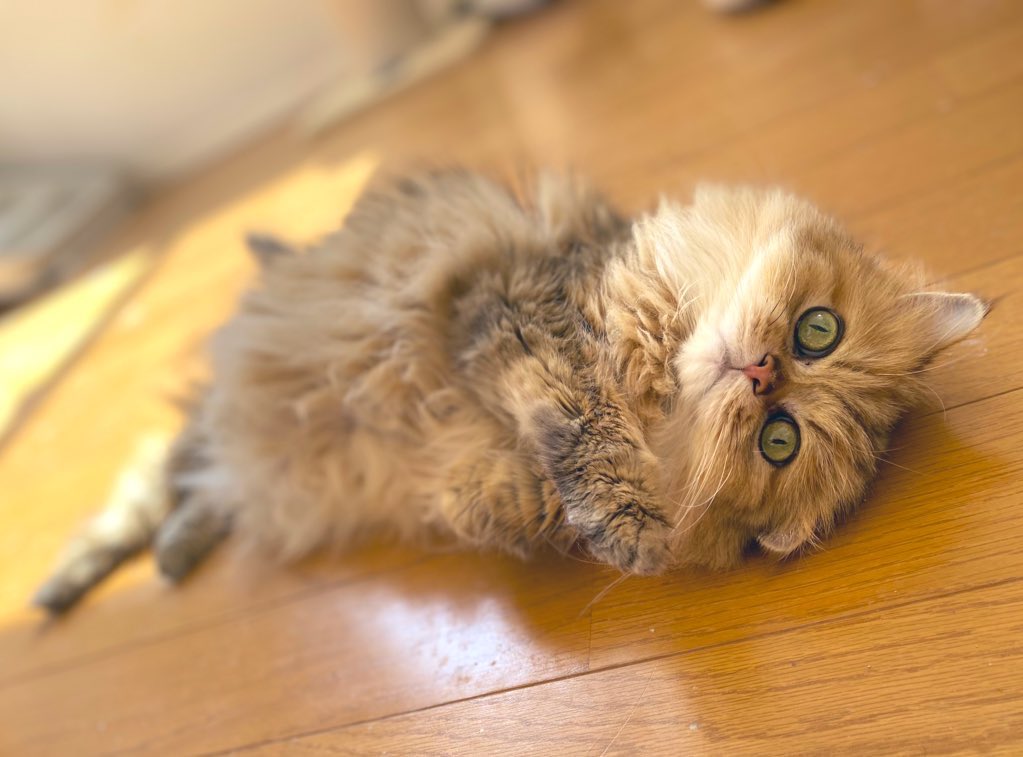 酒井信一郎と猫10匹 第8回 デキるネコさん模試 注目のデキるネコさん Felixjapancp の結果です 8番目にチンチラゴールデンのももちゃんがいます T Co Mbrsxxawhe