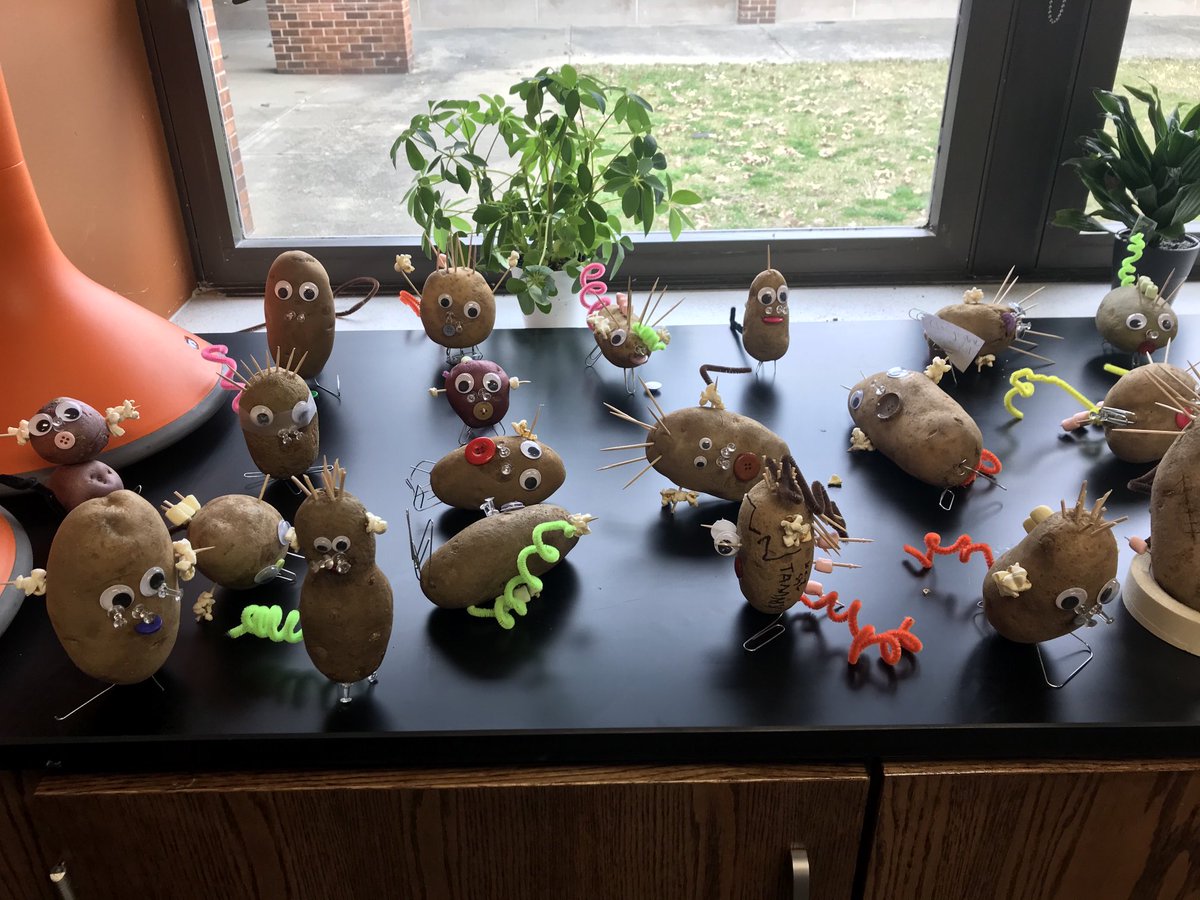 bvkkids's tweet image. Spudoodles!!! A lesson in genetics/inheritance. 🧬 #msscience #WeAreHuskies