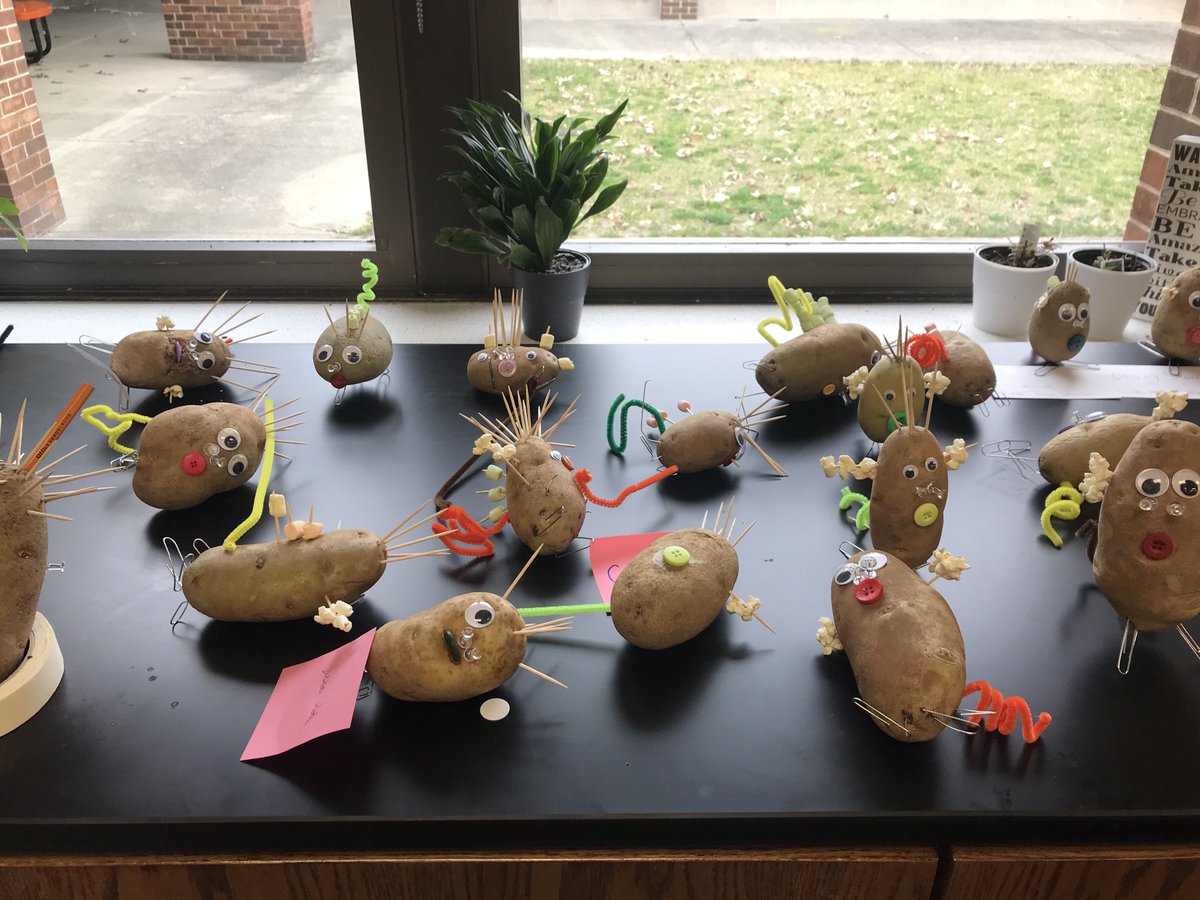 bvkkids's tweet image. Spudoodles!!! A lesson in genetics/inheritance. 🧬 #msscience #WeAreHuskies