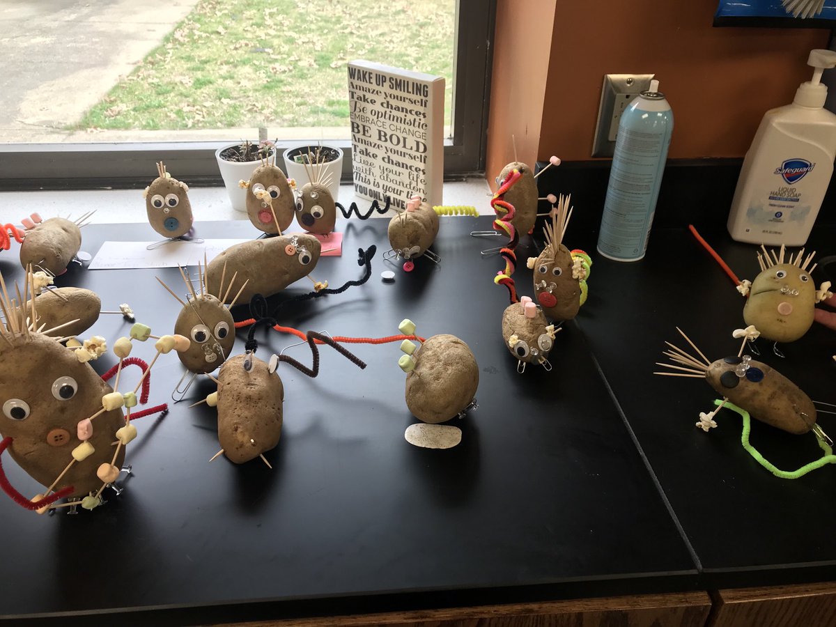 bvkkids's tweet image. Spudoodles!!! A lesson in genetics/inheritance. 🧬 #msscience #WeAreHuskies