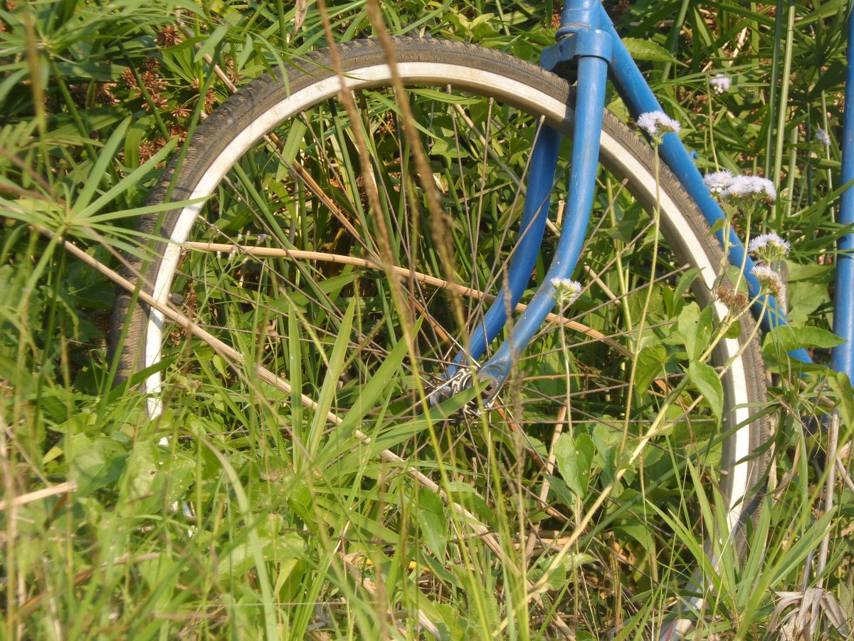 DVSToledo's tweet photo. Así es como se funde Blumilda🚲con la #naturaleza. 🍃☀🍃 #exploringday #naturephotography https://t.co/JwuRgrQU2j