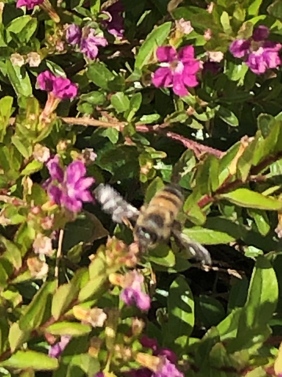 Mar4luv007's tweet photo. Buzz! buzz! buzz!
This is the song of the bee.
His legs are of yellow;
A jolly, good fellow,
And yet a great worker is he. **Marina Douglas #springbee #yellowbee #photography #naturephotography 🐝 https://t.co/qoLBv97tGT