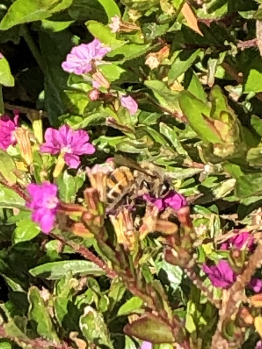 Mar4luv007's tweet photo. Buzz! buzz! buzz!
This is the song of the bee.
His legs are of yellow;
A jolly, good fellow,
And yet a great worker is he. **Marina Douglas #springbee #yellowbee #photography #naturephotography 🐝 https://t.co/qoLBv97tGT