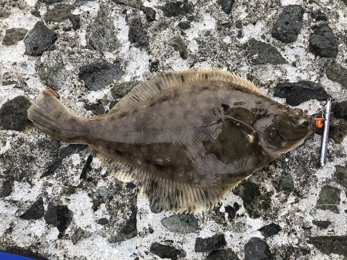 ワームでカレイを釣った('・ω・`) 