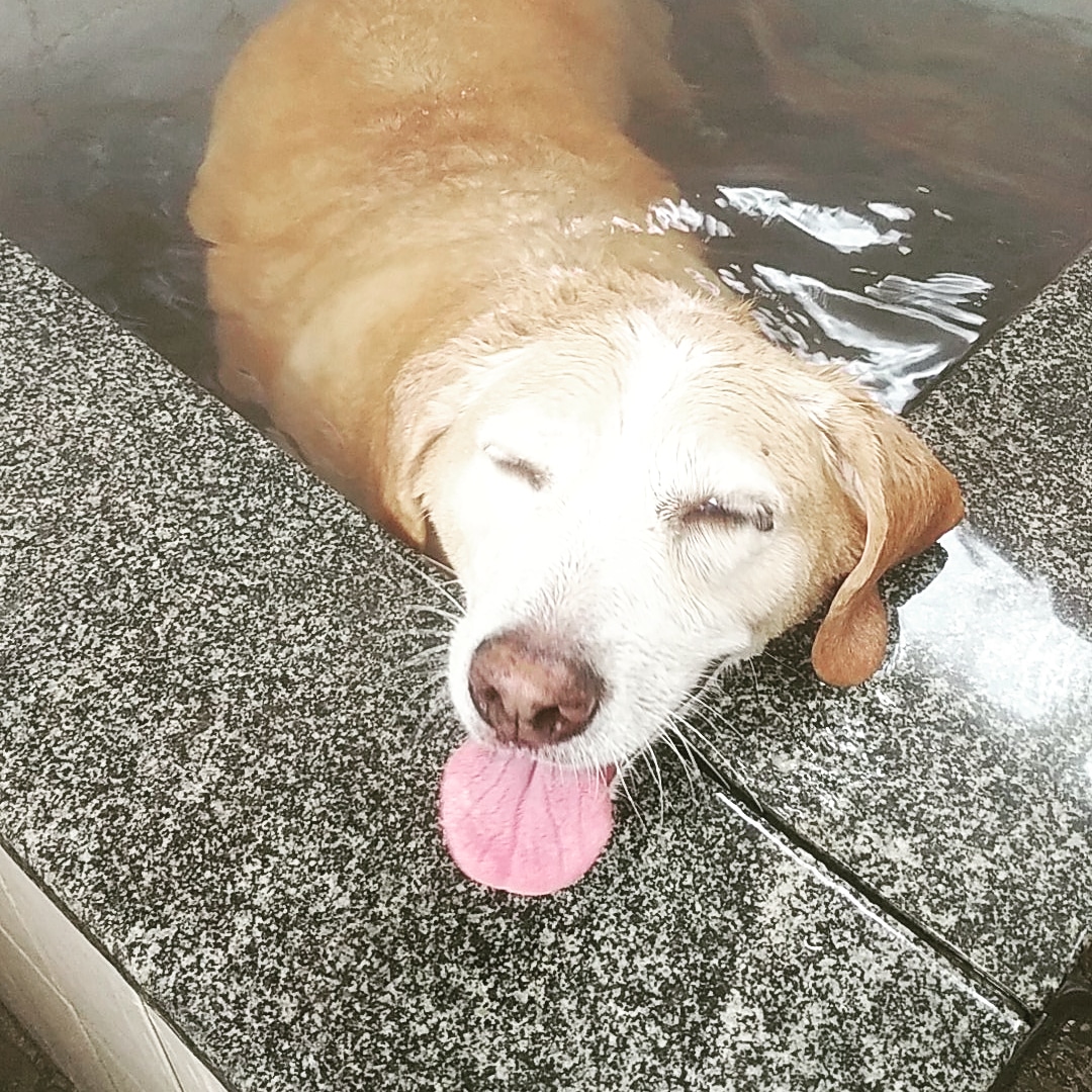 Uro Is 犬用の温泉に入ってしあわせそうな犬です どうぞ Uro Is 犬用の温泉に入ってしあわせそうな犬です どうぞ