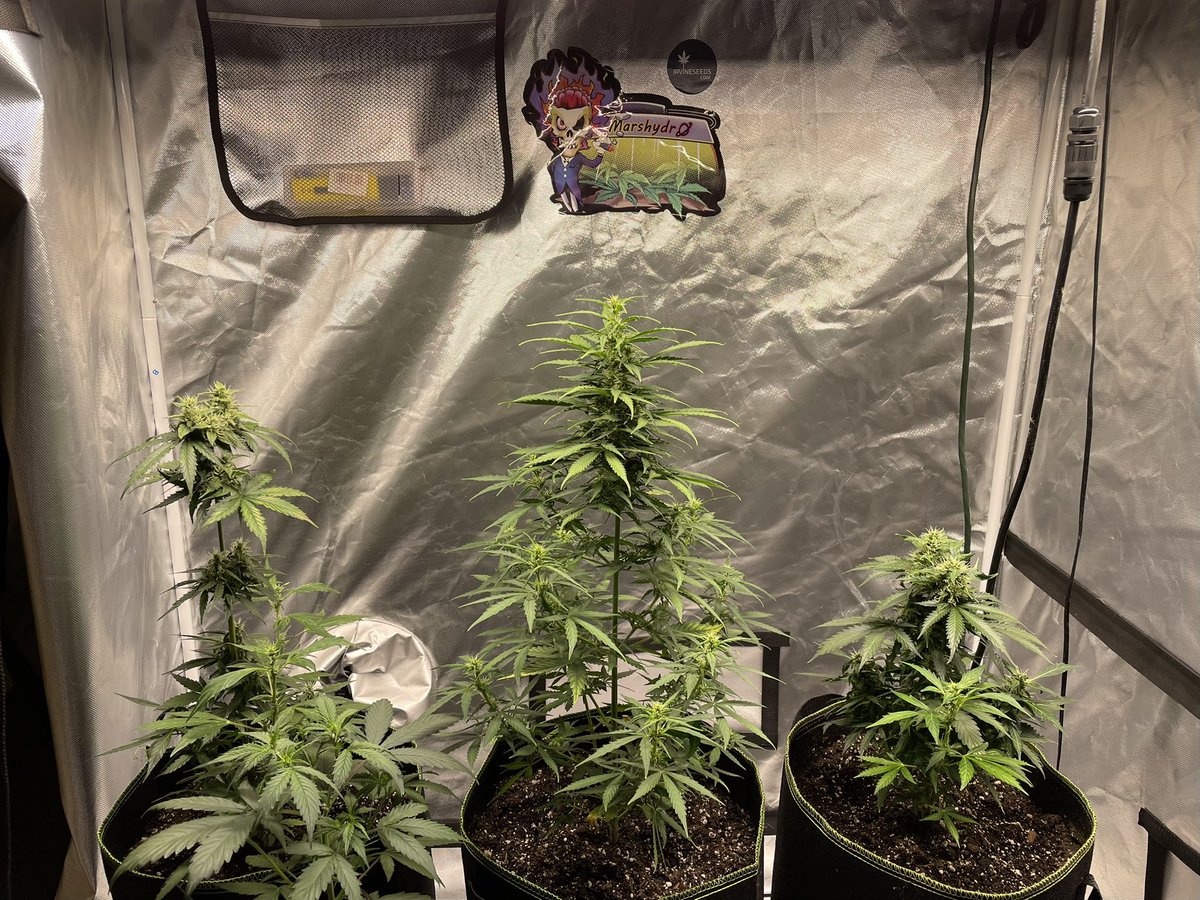 HarshsGrowLab's tweet photo. Hai, feelin *Frosty* thought I’d take a pic 😉
#GSCAutos @irvineseeds #HeKnowsGrows https://t.co/uiC2ycmPDz