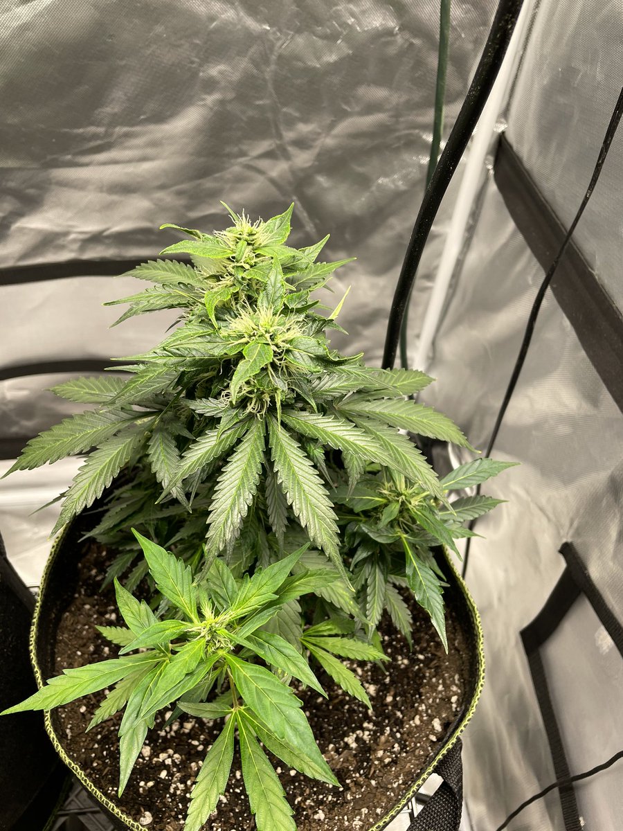 HarshsGrowLab's tweet photo. Hai, feelin *Frosty* thought I’d take a pic 😉
#GSCAutos @irvineseeds #HeKnowsGrows https://t.co/uiC2ycmPDz