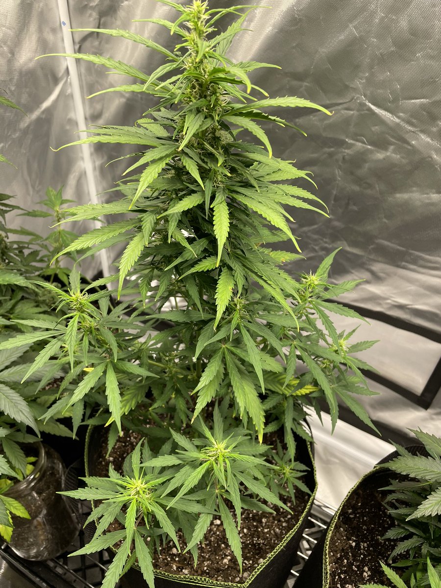 HarshsGrowLab's tweet photo. Hai, feelin *Frosty* thought I’d take a pic 😉
#GSCAutos @irvineseeds #HeKnowsGrows https://t.co/uiC2ycmPDz