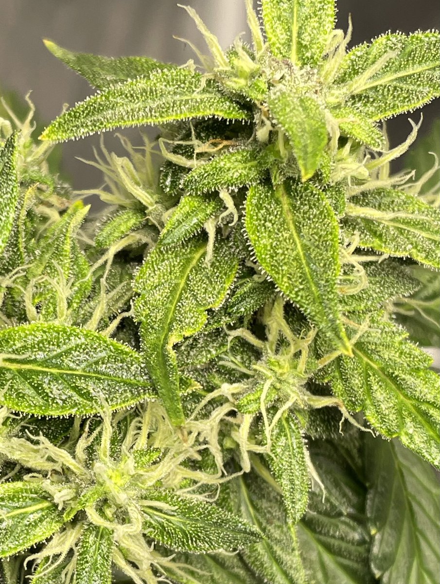HarshsGrowLab's tweet photo. Hai, feelin *Frosty* thought I’d take a pic 😉
#GSCAutos @irvineseeds #HeKnowsGrows https://t.co/uiC2ycmPDz