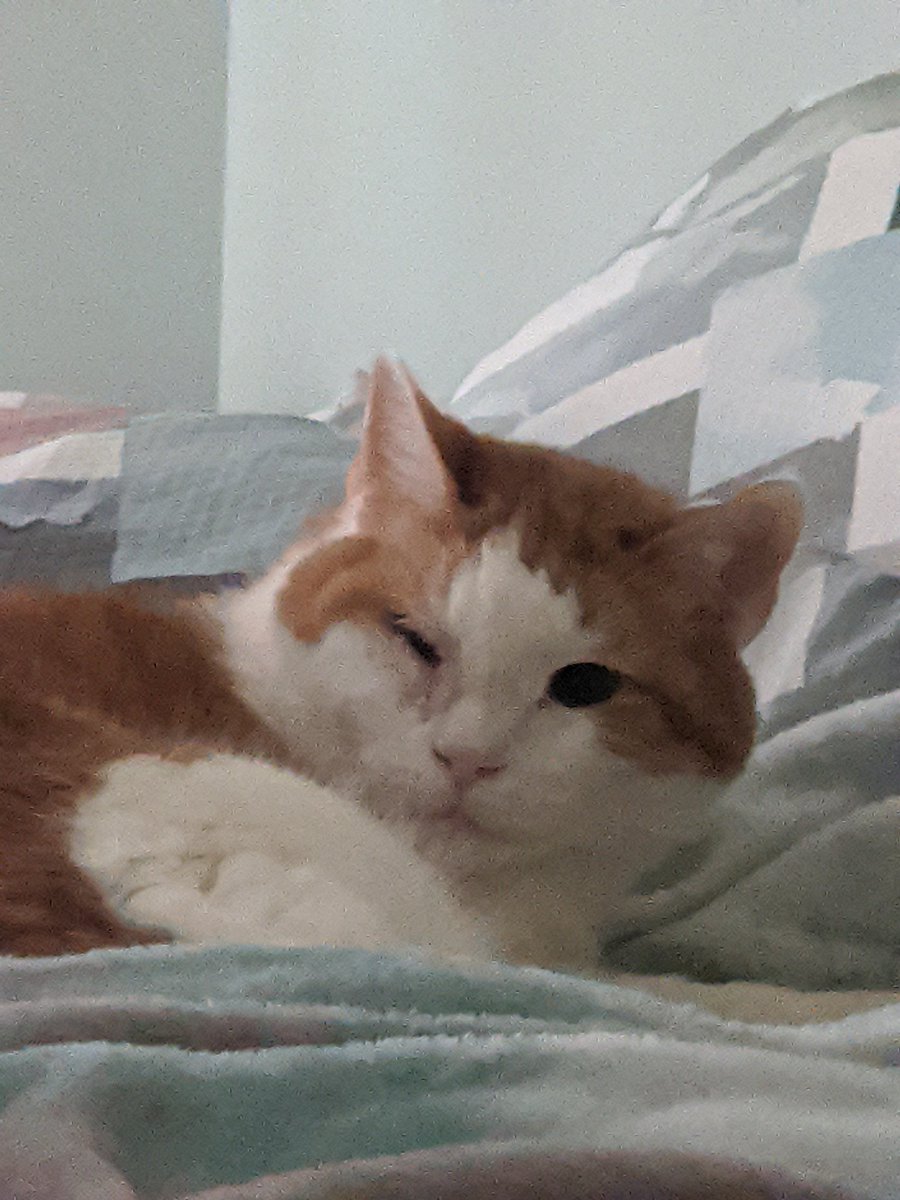 Nyzeraf's tweet photo. @lonely_reddy cat gang https://t.co/QFAJUbJwG0