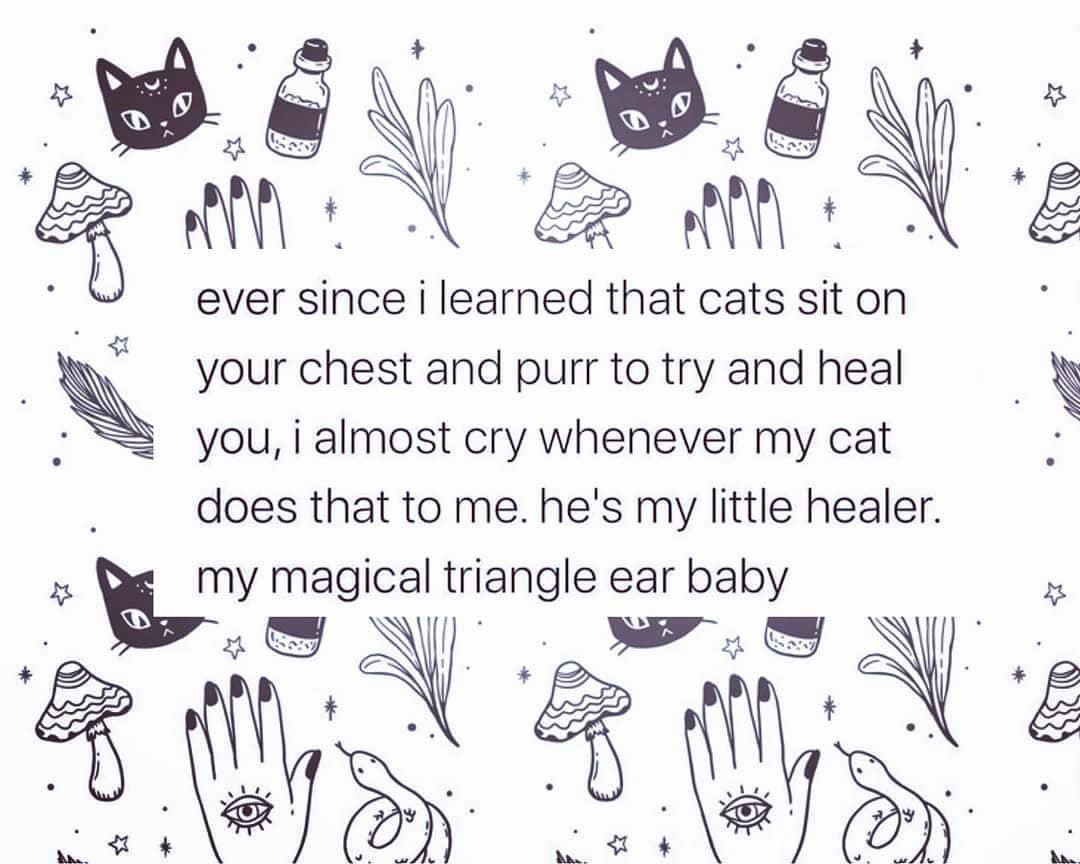 ItsBridgeNicole's tweet photo. My Belle does this all the time ❤️🐱 https://t.co/eJCmkt7uFT