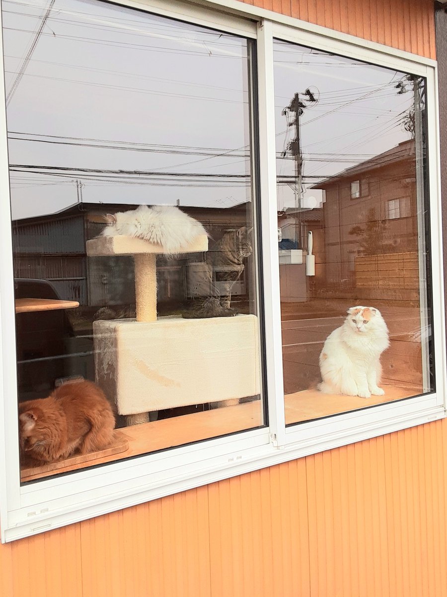 猫カフェちぐら 今日の猫カフェちぐら 新潟 猫 猫カフェ 猫カフェちぐら 今日の猫カフェちぐら 新潟 猫 猫カフェ