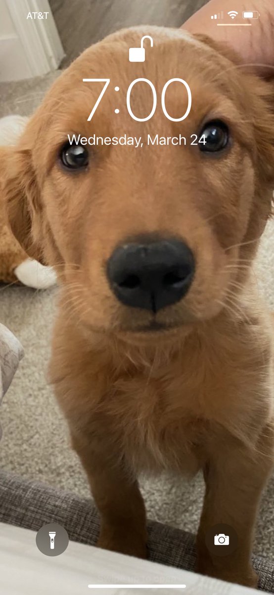 CleophusUzaKing's tweet photo. Everyday is #NationalPuppyDay dawg gon’nit.
#Cleophus #UzaKing #dogsoftwitter #CelebrateMe https://t.co/Qpocn4namN