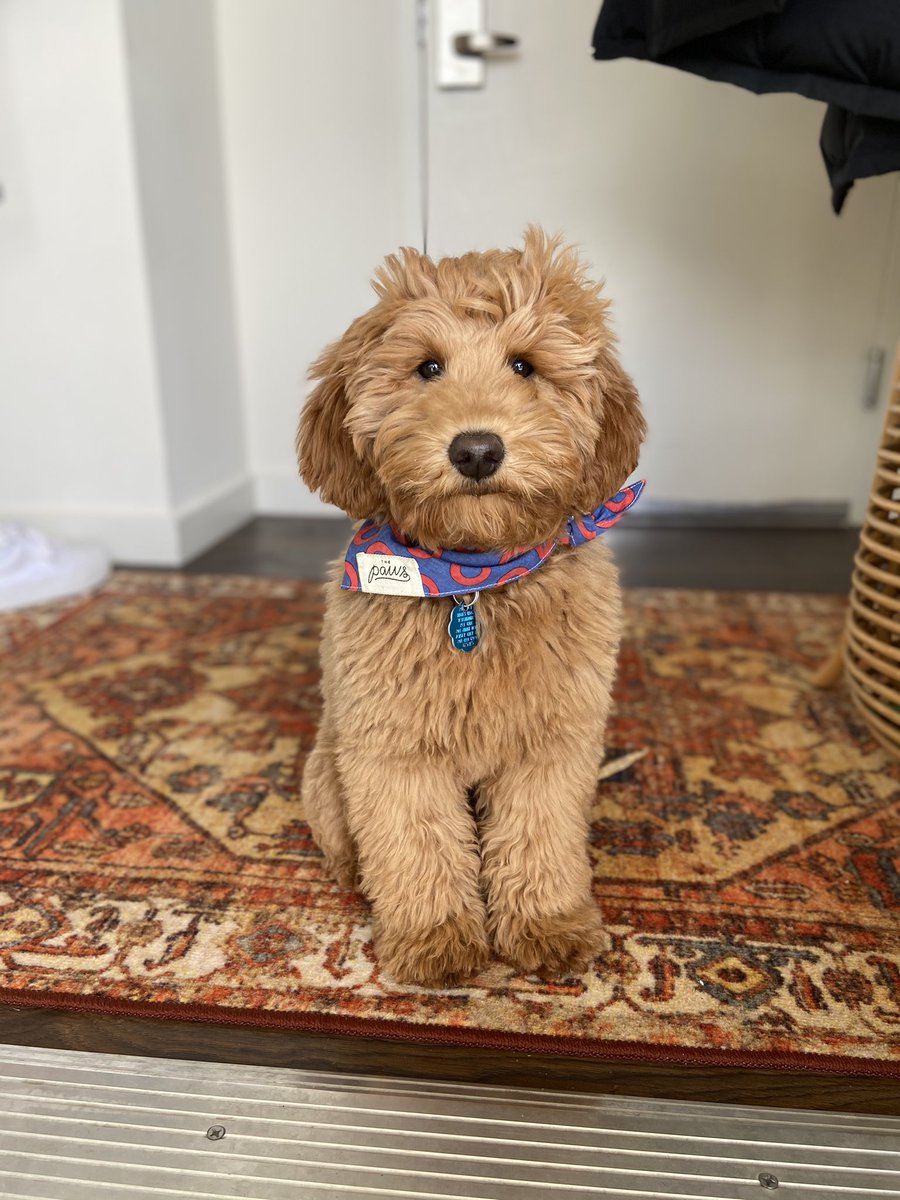 Summer0fPedro's tweet photo. I know it was yesterday but this is my sweet pup Leo #playitleo #NationalPuppyDay #phishdogs https://t.co/Jn5em56H7q