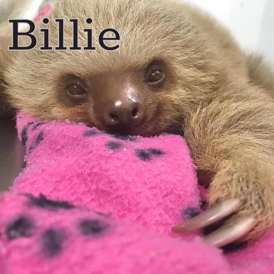 slothinstitute's tweet image. #AdoptASloth This month, #BillieEilish took home another Grammy- and you symbolically adopt #sloth Billie! Billie is an older baby 2 fingered sloth that we found being attacked by a dog. Billie is lucky- she just has a small bite wound over her hip.
theslothinstitutecostarica.org/adopt-a-sloth/
