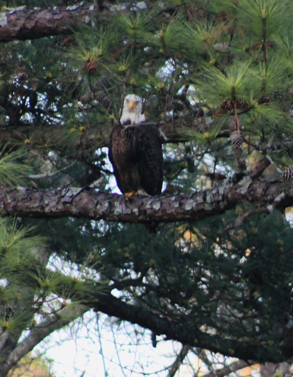 The only “Eagle” that happened on Hole 8 at Gunter’s Landing today was this guy.  He stayed for a while and I was able to take his picture from my living room window.  #NoFilter #Eagle #GuntersLandingGolf