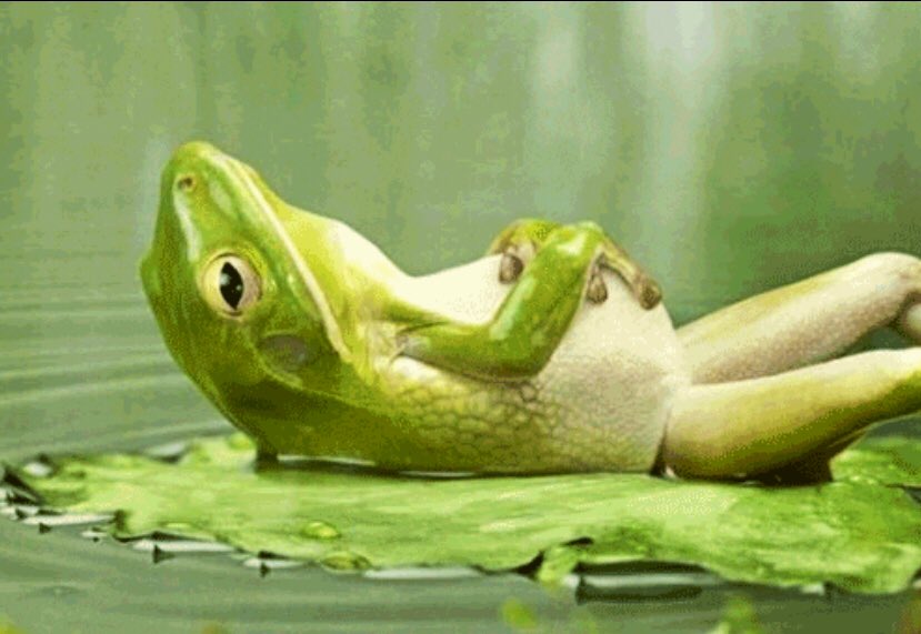 OGDevilFrog's tweet photo. To think I lost to a mere chicken, when I infamously eat dinosaurs. Time to reflect... #2021MMM https://t.co/VRCJnViCoF